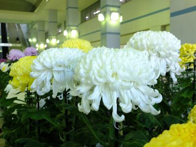 横浜市営地下鉄センター南駅（菊花展）
