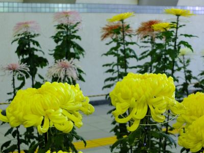 横浜市営地下鉄センター南駅（菊花展）

