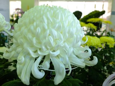 横浜市営地下鉄センター南駅（菊花展）
