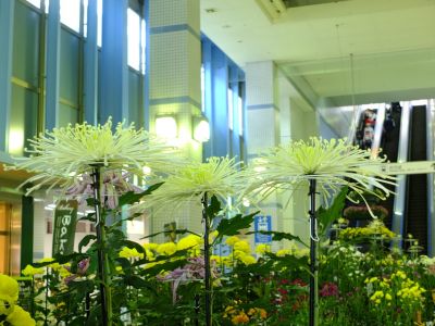 横浜市営地下鉄センター南駅（菊花展）
