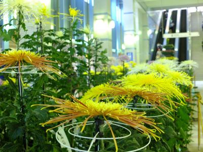 横浜市営地下鉄センター南駅（菊花展）
