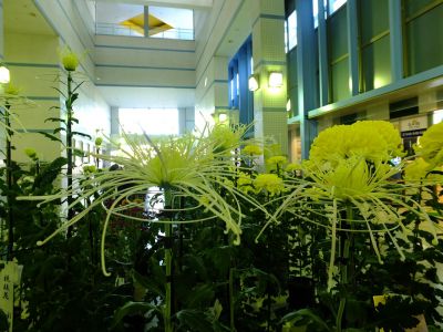 横浜市営地下鉄センター南駅（菊花展）
