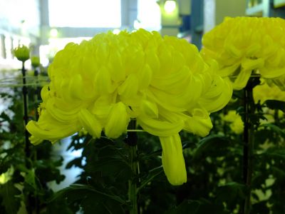 横浜市営地下鉄センター南駅（菊花展）
