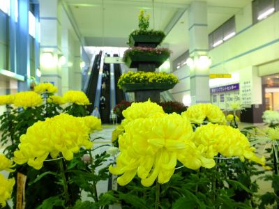 横浜市営地下鉄センター南駅（菊花展）
