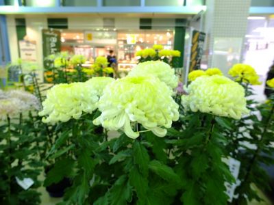 横浜市営地下鉄センター南駅（菊花展）
