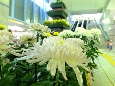 横浜市営地下鉄センター南駅（菊花展）
