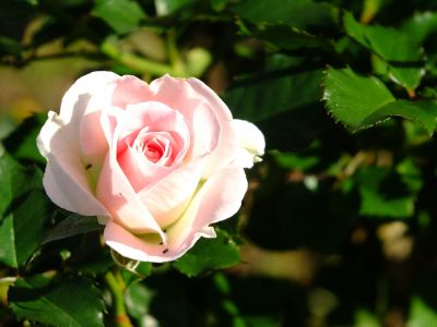 都筑中央公園（ローザ・つづきく）
