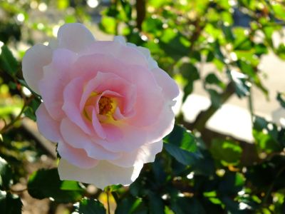 都筑中央公園（ローザ・つづきく）
