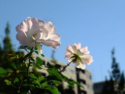 都筑中央公園（ローザ・つづきく）
