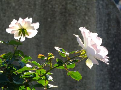 都筑中央公園（ローザ・つづきく）
