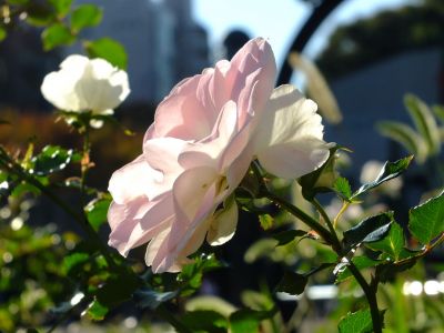 都筑中央公園（ローザ・つづきく）
