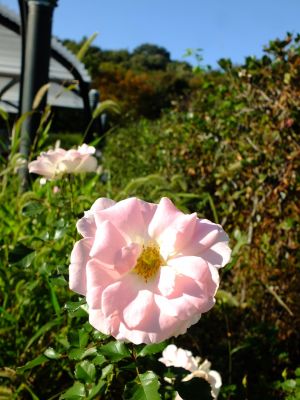 都筑中央公園（ローザ・つづきく）
