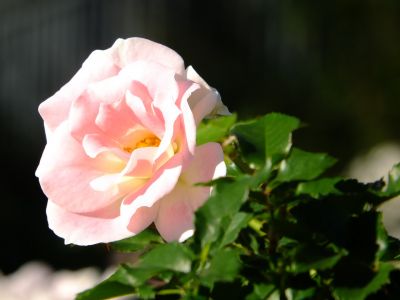 都筑中央公園（ローザ・つづきく）
