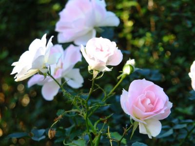 都筑中央公園（ローザ・つづきく）
