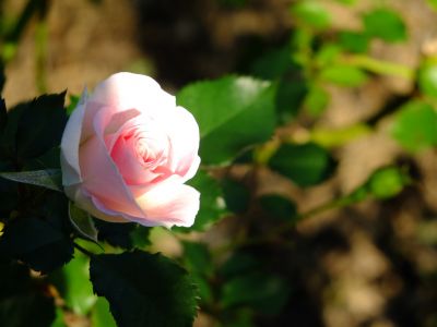 都筑中央公園（ローザ・つづきく）
