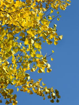 杉山神社（茅ヶ崎）
