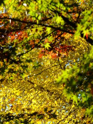 杉山神社（茅ヶ崎）
