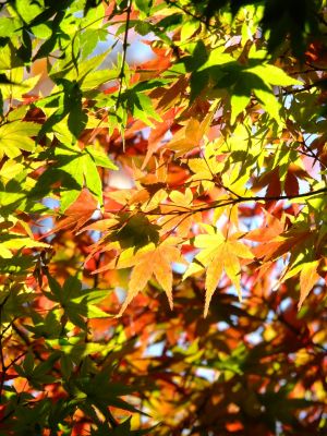 杉山神社（茅ヶ崎）
