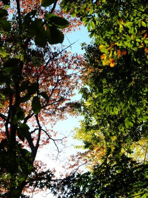 杉山神社（茅ヶ崎）
