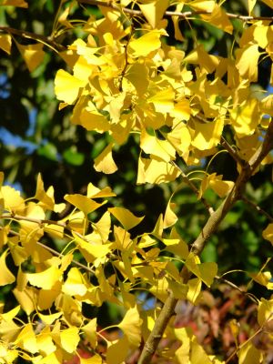 杉山神社（茅ヶ崎）
