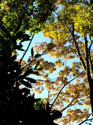 ささぶねのみち
