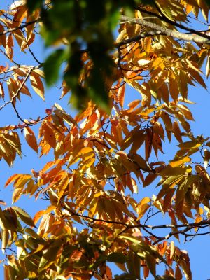 ささぶねのみち
