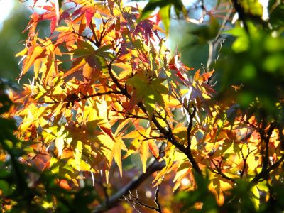 ささぶねのみち
