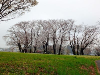 八幡山公園の染井吉野
