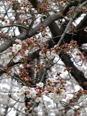 八幡山公園の染井吉野
