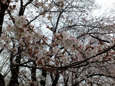 八幡山公園の染井吉野
