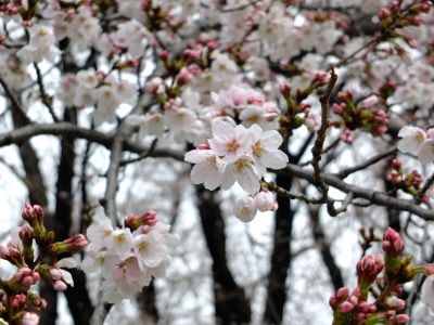 八幡山公園の染井吉野
