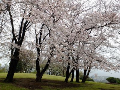八幡山公園の染井吉野
