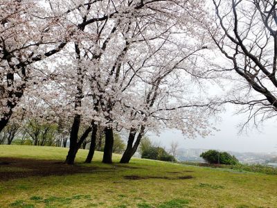 八幡山公園の染井吉野
