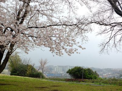 八幡山公園の染井吉野
