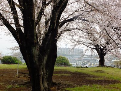 八幡山公園の染井吉野
