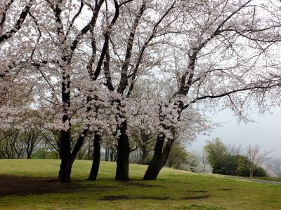 八幡山公園の染井吉野
