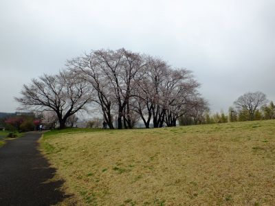 八幡山公園の染井吉野
