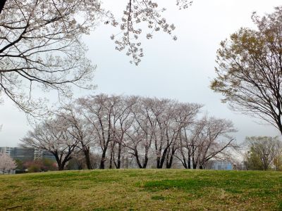 八幡山公園の染井吉野

