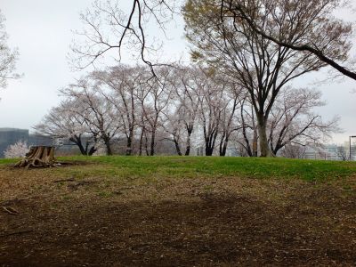 八幡山公園の染井吉野
