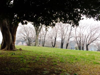八幡山公園の染井吉野
