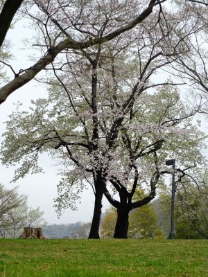 八幡山公園の染井吉野・大島桜

