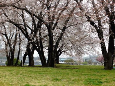 八幡山公園の染井吉野
