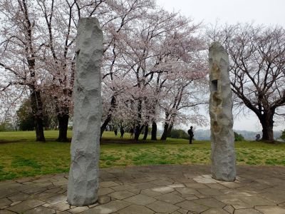 八幡山公園の染井吉野
