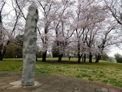 八幡山公園の染井吉野
