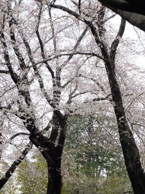 八幡山公園の染井吉野
