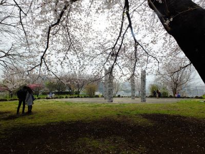 八幡山公園の染井吉野
