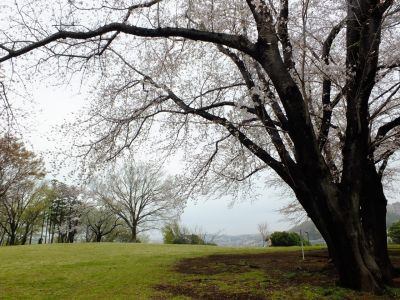 八幡山公園の染井吉野
