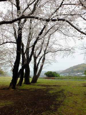 八幡山公園の染井吉野
