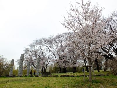 八幡山公園の染井吉野
