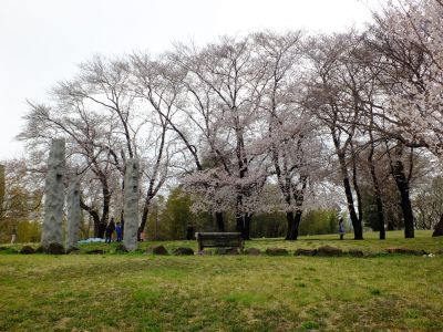 八幡山公園の染井吉野
